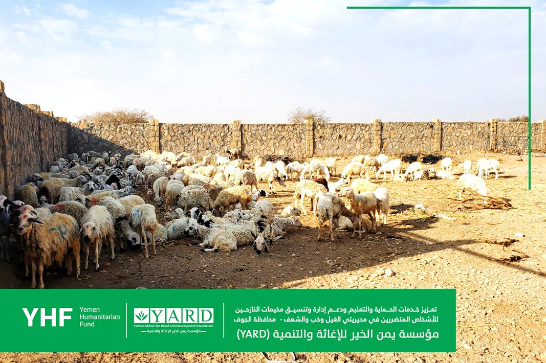 Distribution of Sheep to Support Sustainable Livelihood Activities in Al Jawf Governorate